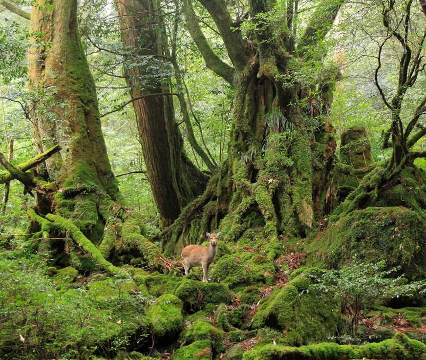 屋久島の焼酎・水・塩